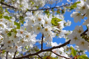 伊香保温泉桜