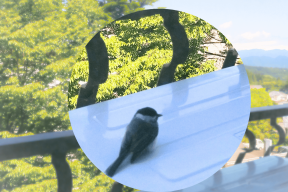 幸せ鳥