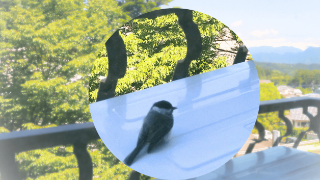幸せ鳥