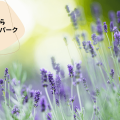 ラベンダーパーク