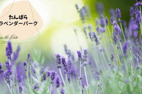 ラベンダーパーク